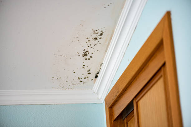 Best Mold Remediation Services  in Childress, TX