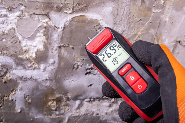 Best Fast Mold Removal  in Childress, TX