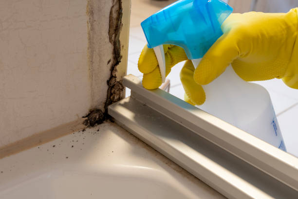 Mold Removal Process in Childress, TX