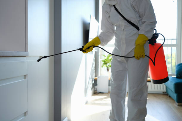 Best Same-Day Mold Removal  in Childress, TX