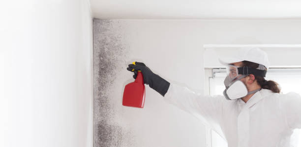 Office Mold Removal Services in Childress, TX