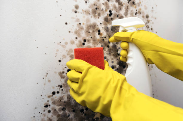 Best Residential Mold Removal  in Childress, TX