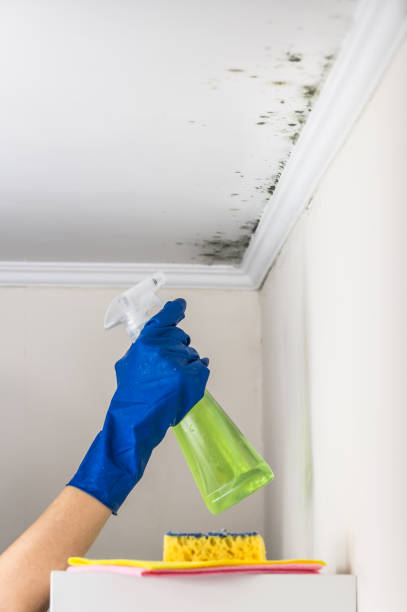 Best Home Mold Removal  in Childress, TX