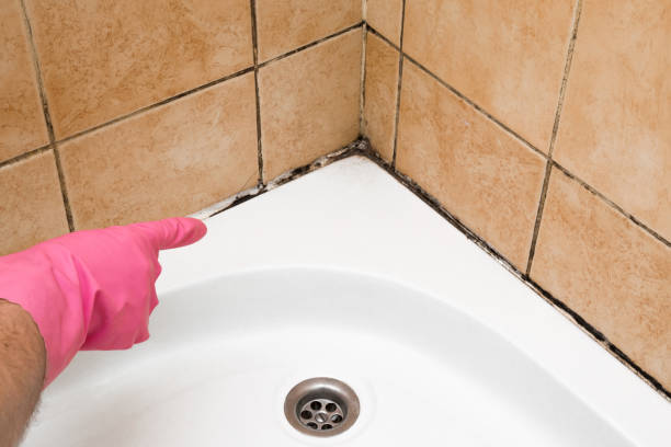 Office Mold Removal Services in Childress, TX