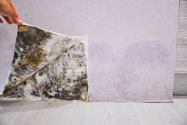 Best Toxic Mold Removal  in Childress, TX